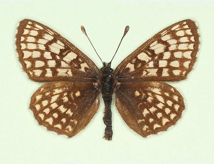 Melitaea athalia male (aberrant form latonigena) (Internet Image property of respective owner, non-commercial use only)
